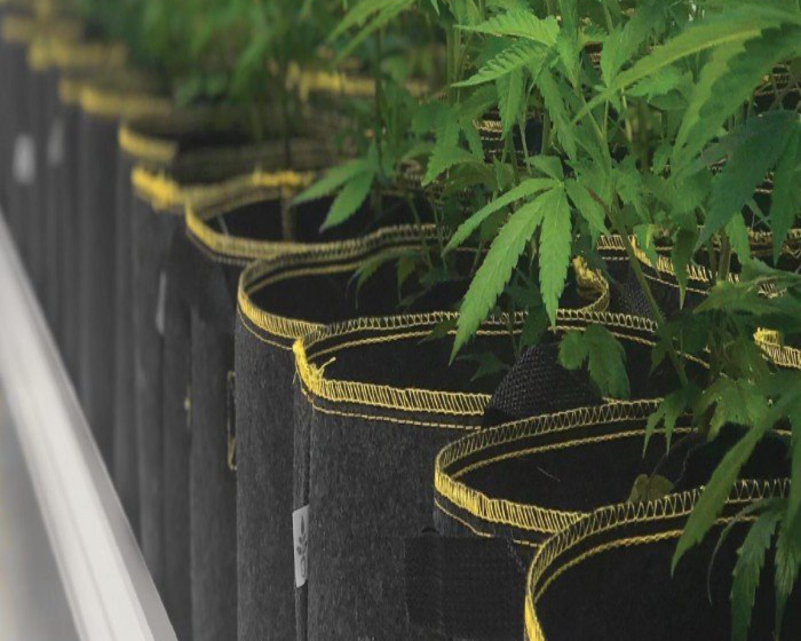 Roltafel met cannabis 4 featured Roltafel met cannabis 4 featured
