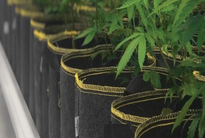 Roltafel met cannabis 4 featured Roltafel met cannabis 4 featured
