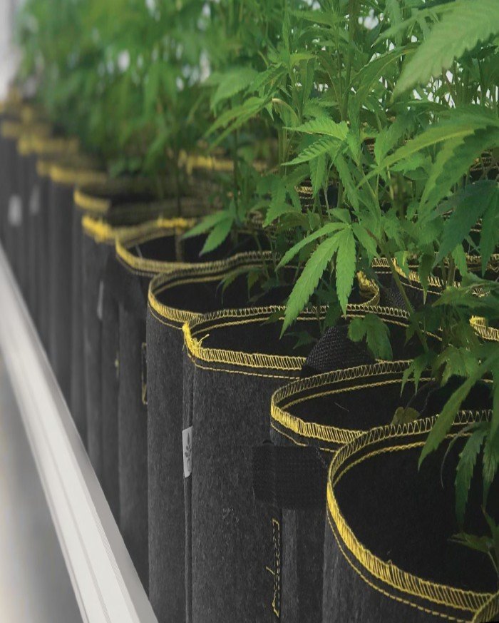 Roltafel met cannabis 4 featured Roltafel met cannabis 4 featured