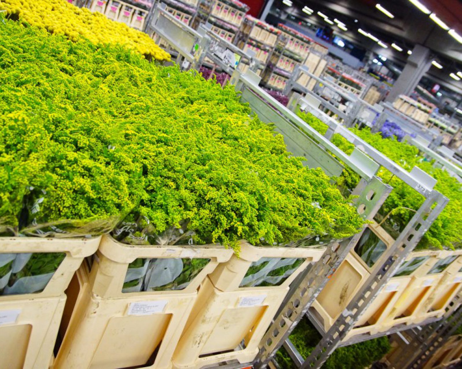 Stapelwagens | flower trolleys Stapelwagens | flower trolleys